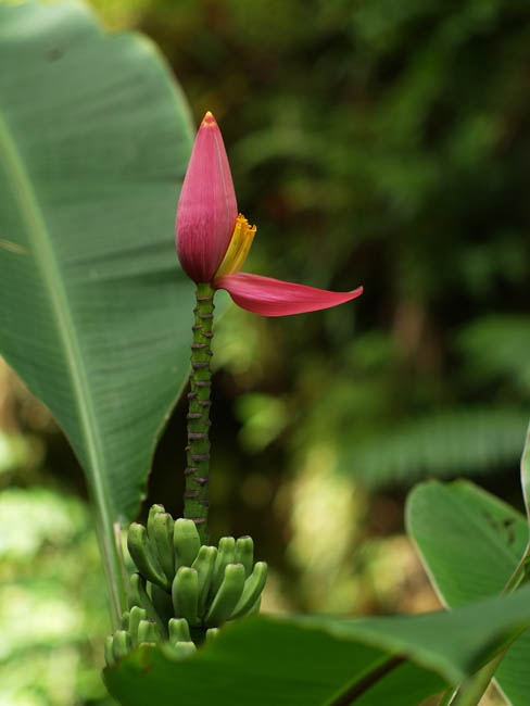 Banana Flower