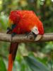 Macaw by Lee W