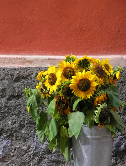 Sun Flowers