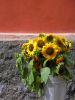 Sun Flowers