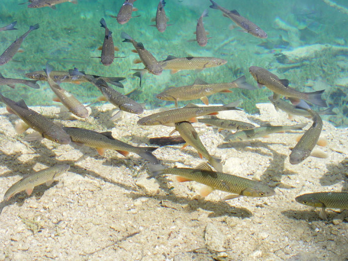 Fish