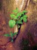 Plant in the Ditch