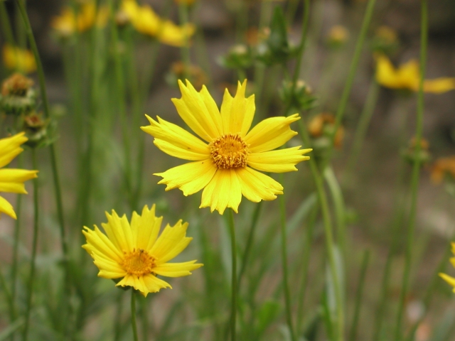 Flowers