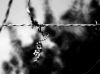 Barbed wire