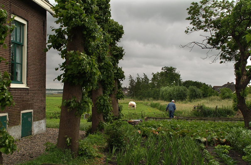 Dutch farmer