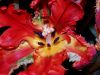 Parrot Tulip 1