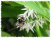 A Bee by Wen X Zhong