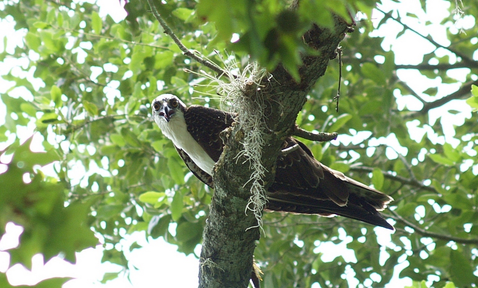 Lake Alice Osprey