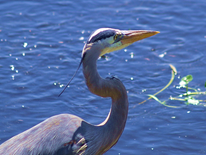 Great Blue Heron - 2