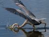 Great Blue Heron - 6 by Leon Plympton