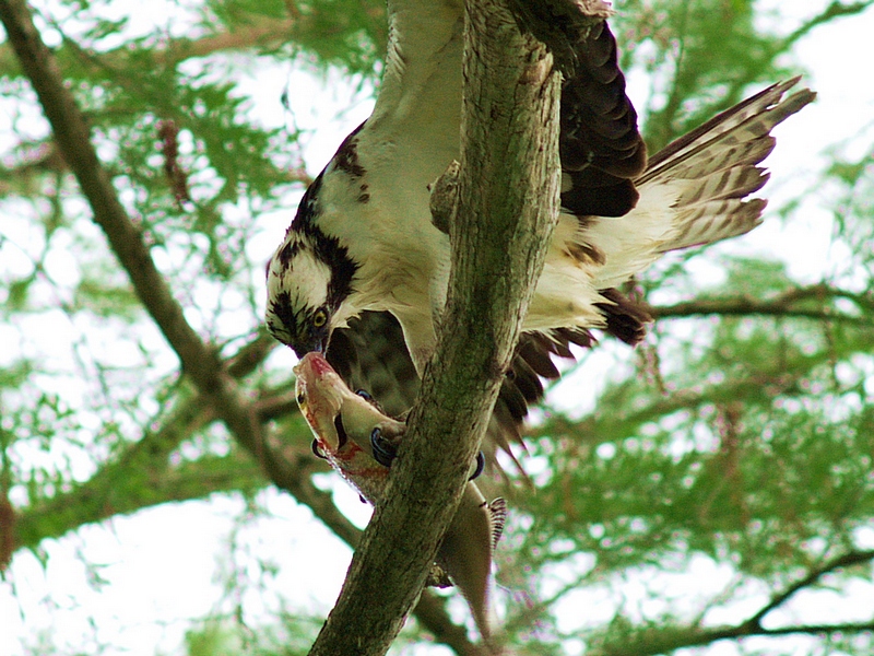 Newnans Lake Osprey - 2