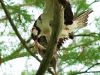 Newnans Lake Osprey - 2