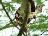 Newnans Lake Osprey - 2 by Leon Plympton