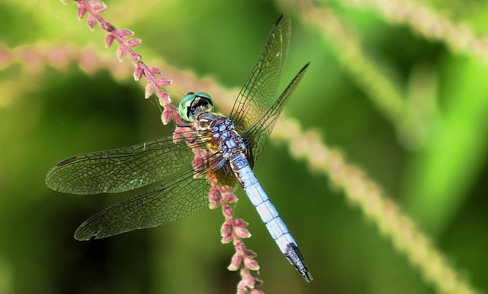 Dragon Fly (4)