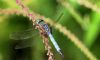 Dragon Fly (4)