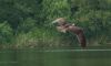 Osprey in Flight - 4