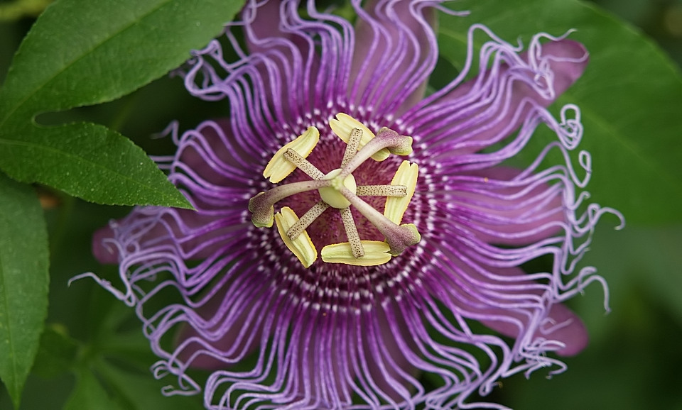 Purple Passion - 1