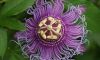 Purple Passion - 1
