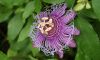 Purple Passion - 3