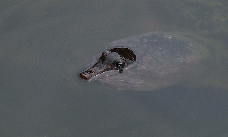 Florida Softshell Turtle (Trionyx ferox) - II