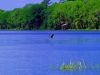 Newnans Lake - Great Blue Heron