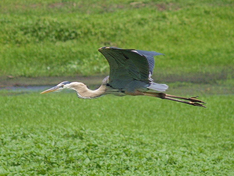 Great Blue Heron - 10