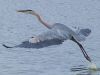 Great Blue Heron - 9 by Leon Plympton