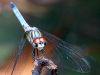 DragonFly by Leon Plympton