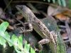 Jurassic Anole by Leon Plympton