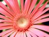 Flower (2)