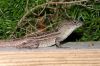 Jurassic Anole (2)