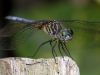 DragonFly (2) by Leon Plympton