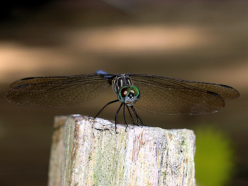 DragonFly (3)