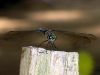 DragonFly (3) by Leon Plympton