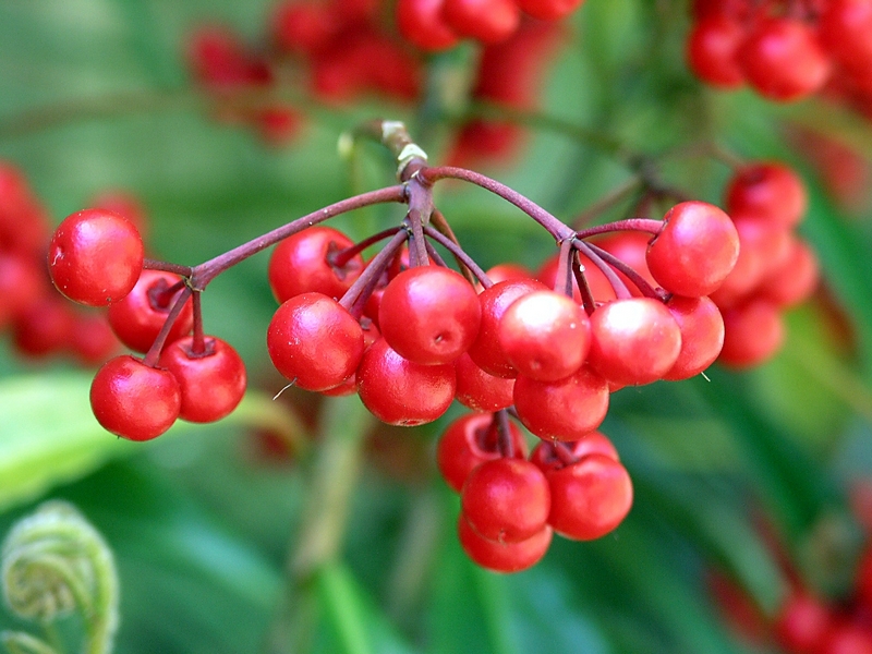 Red berries