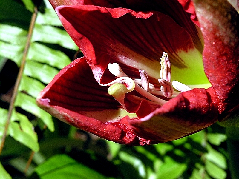 Flower (3)