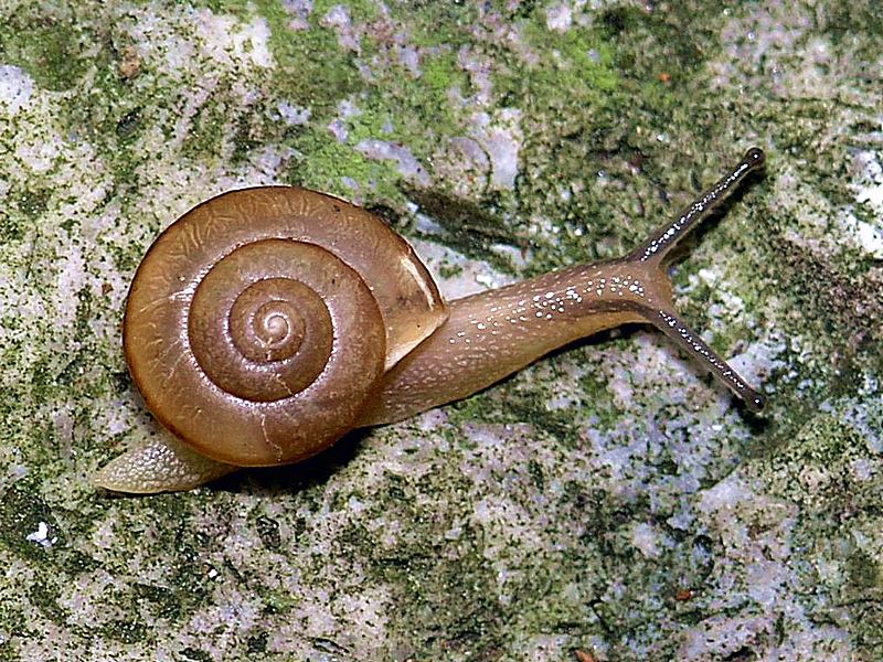 Snail (2)