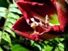 Flower (3)