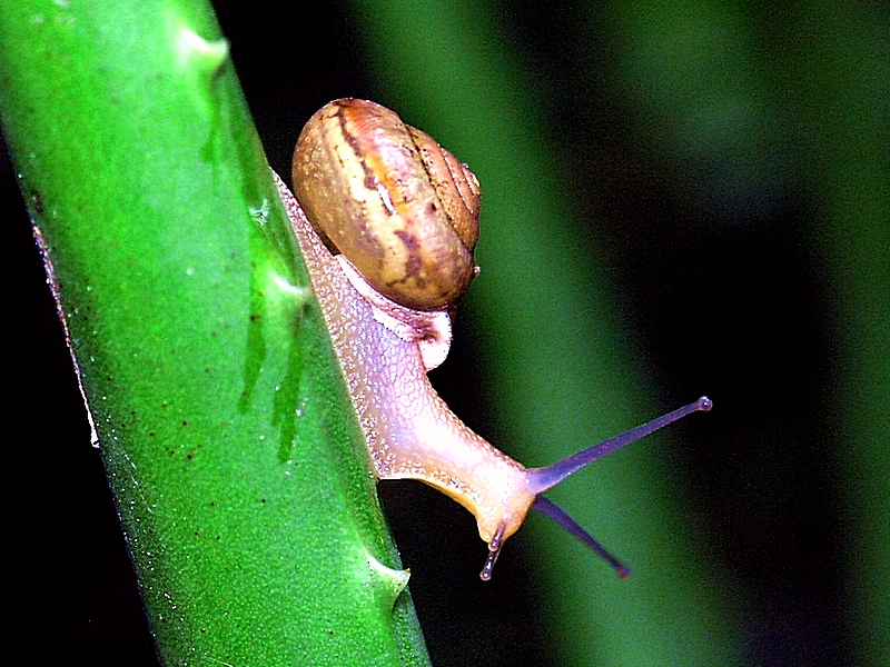 Snail (3)