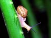 Snail (3)