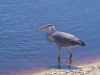 Great Blue Heron by Leon Plympton