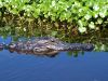 Gator Hole