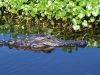 Gator Hole by Leon Plympton