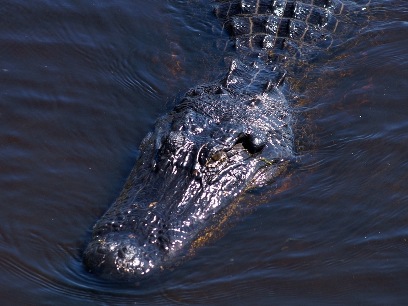 Gator Hole (2)