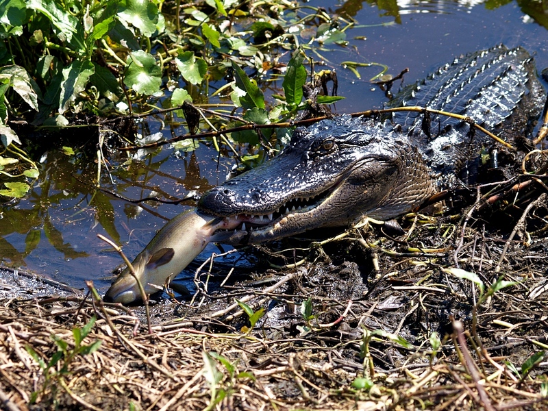 Gator Hole (3)
