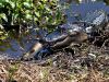 Gator Hole (3)