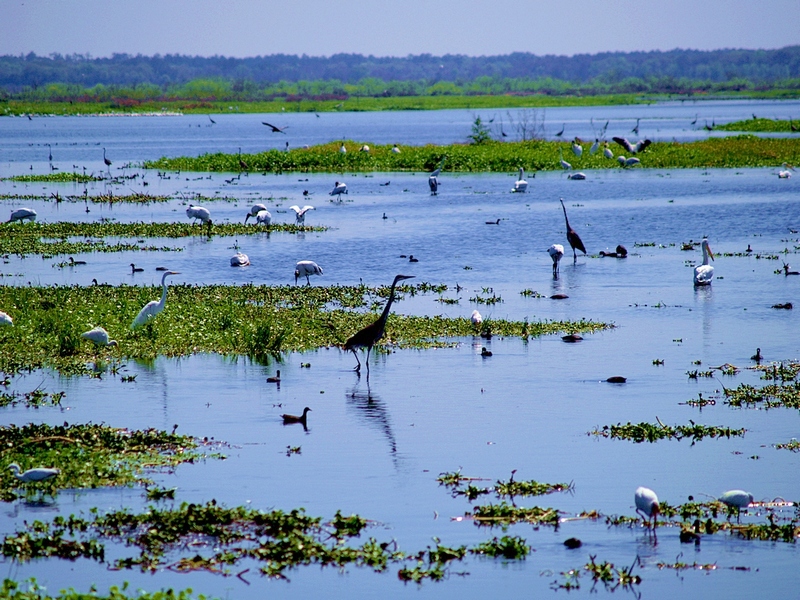 PAYNES PRAIRIE