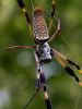 Banana Spider (2) by Leon Plympton