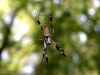 Banana Spider (3) by Leon Plympton