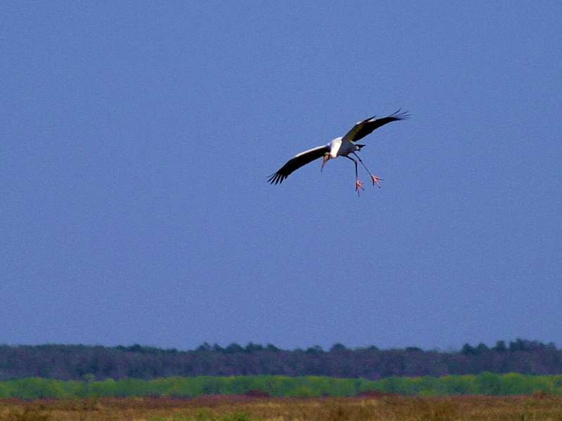 Cleared for landing - 2